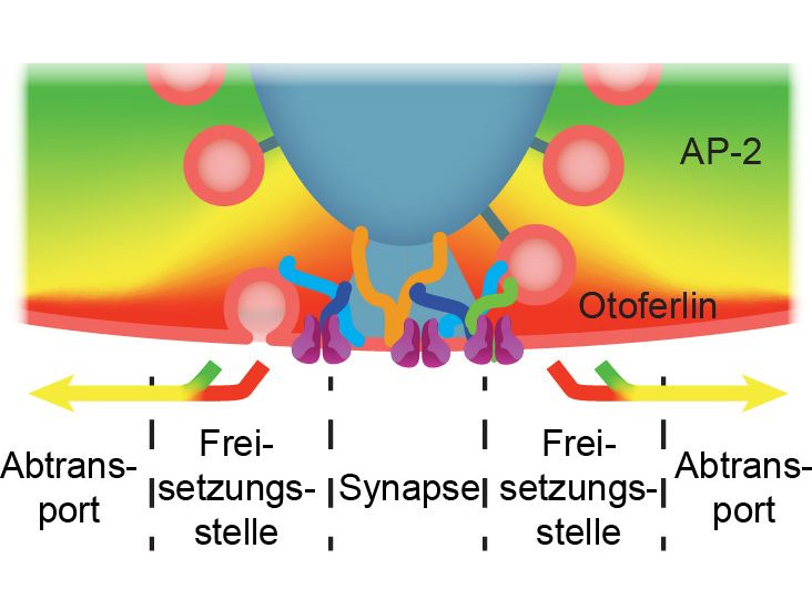 "Indefatigable Hearing“ – a molecular clearance mechanism enables synapses to continously release transmitter