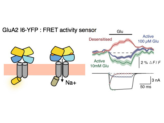 Activation of glutamate receptors: seeing is believing