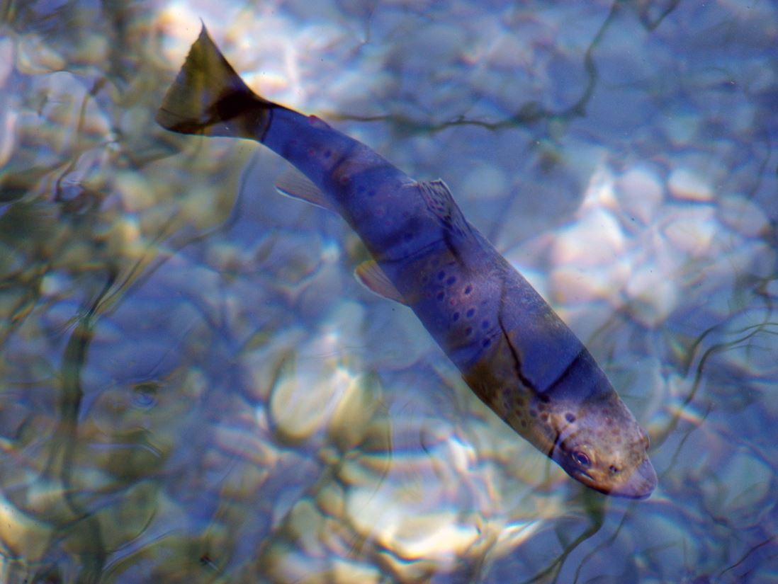 Angler können „aus Versehen“ heimische Forellen und Lachse schützen
