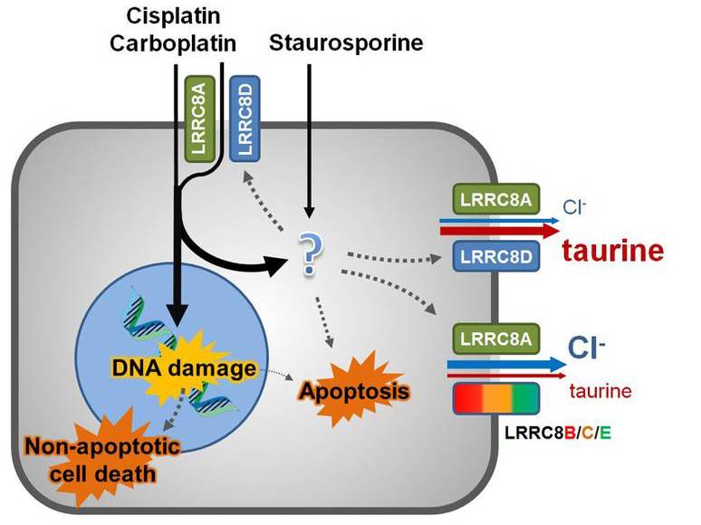 Aufnahmemechanismus für Zytostatika entdeckt