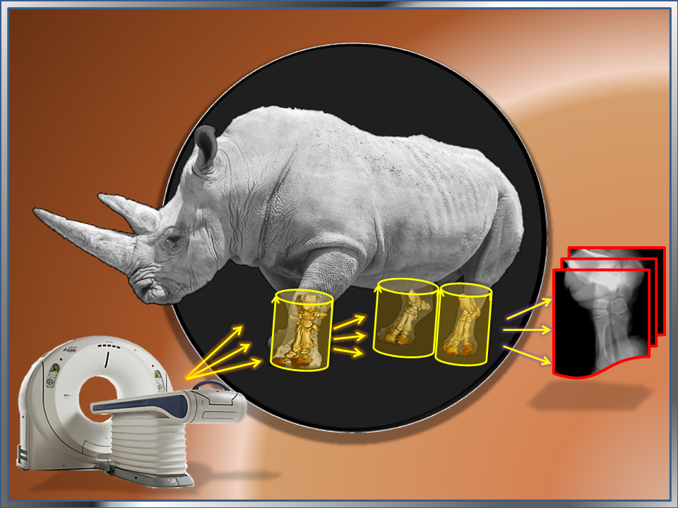 Synchronised imaging techniques - one more chance for rhinoceroses