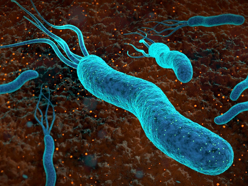 Bis aufs Atom: Bakterienskelett in der Nahaufnahme