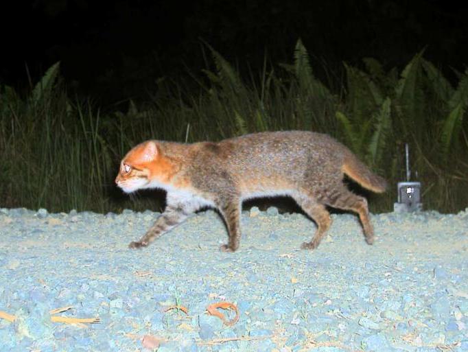 Südostasiatische Flachkopfkatze bedroht