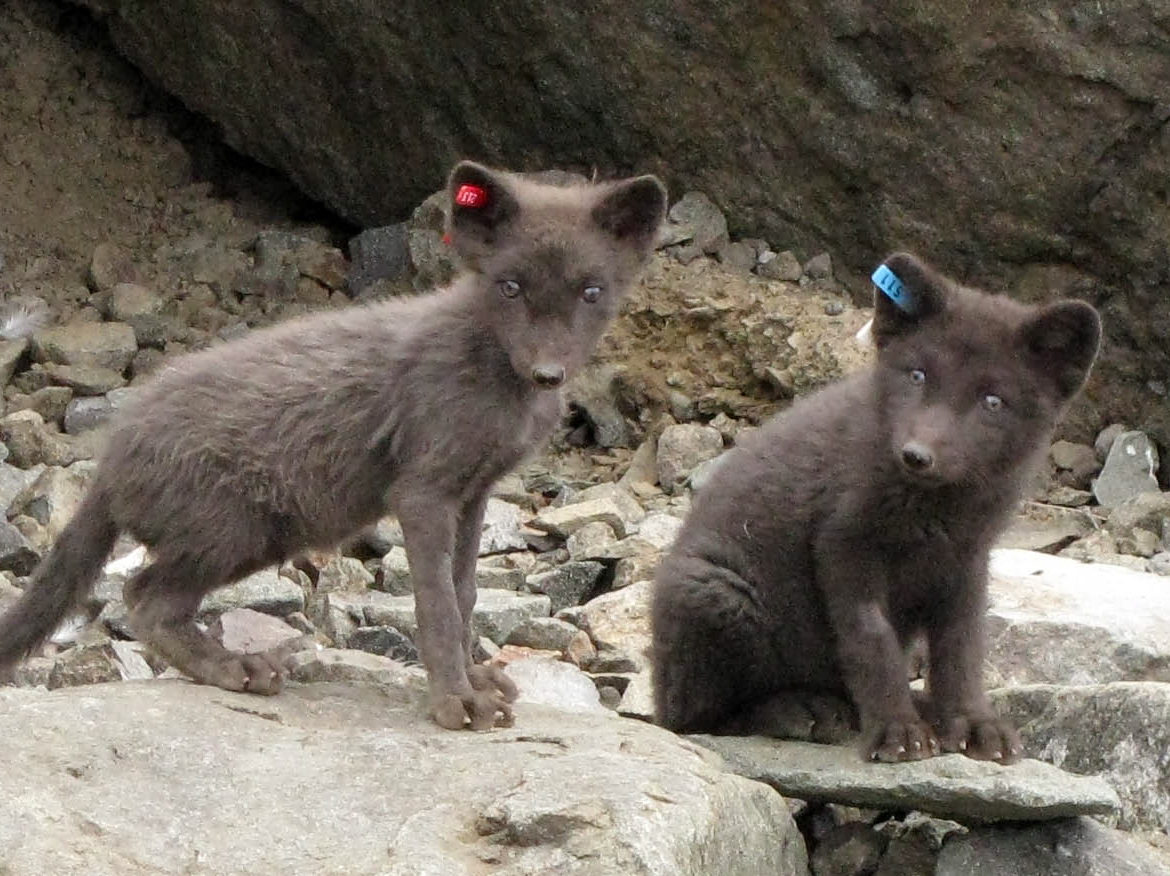 Du bist, was (und wo) du isst - Quecksilberkontamination bedroht Polarfüchse