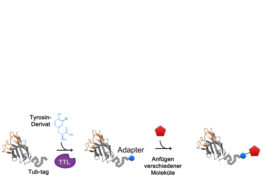 Tweaking proteins with ‘Tub-tag’