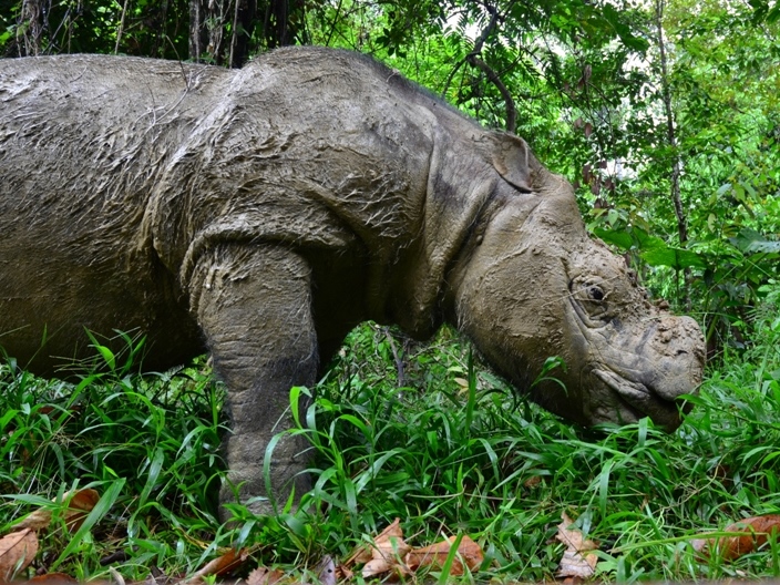 Ein Lichtblick für Asiens Tierwelt: Wiederaufforstungsmaßnahmen und neue Waldkorridore in Borneo