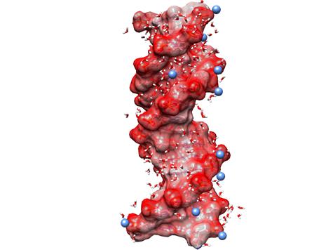 Ein schneller Tanz auf der Oberfläche: Die Dynamik von Wasser an der Grenzfläche zur DNA