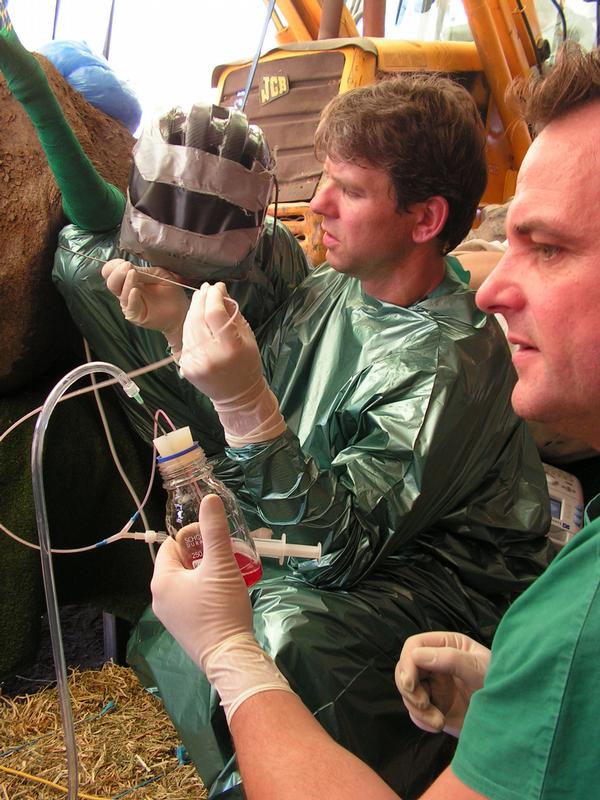 Erster Schritt zum Reagenzglas-Nashorn