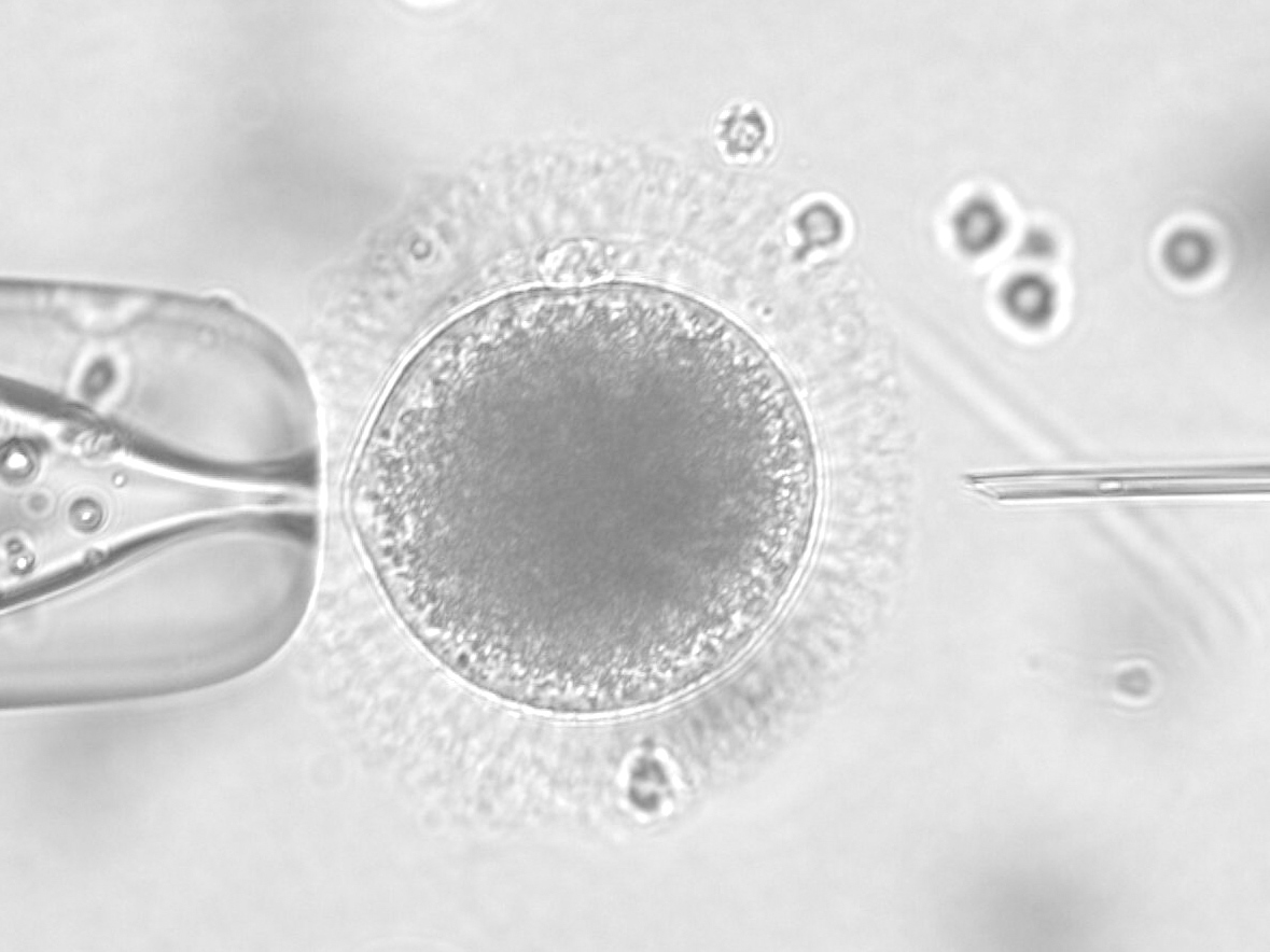 Frozen semen from lions are capable to produce embryos