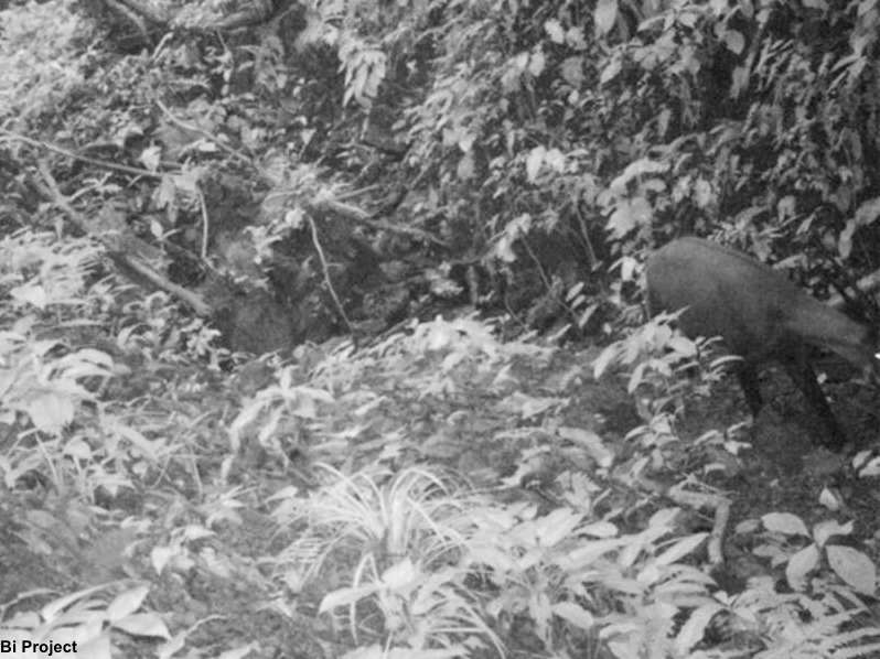 Establishing a conservation breeding programme to save the last saola