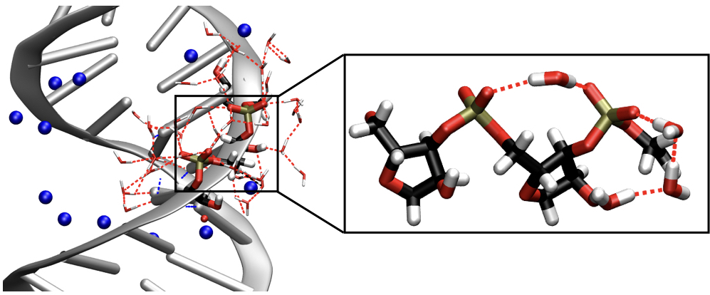 Flexibility and arrangement - the interaction of ribonucleic acid and water