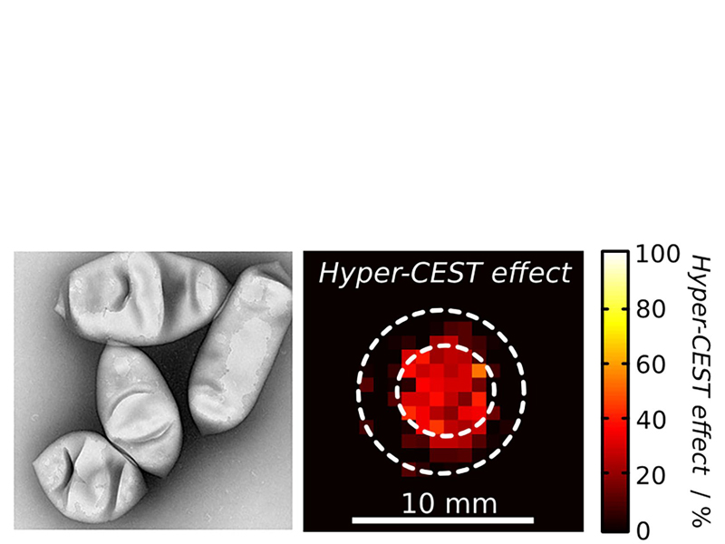 Novel contrast medium promises deep insights into the fate of cells