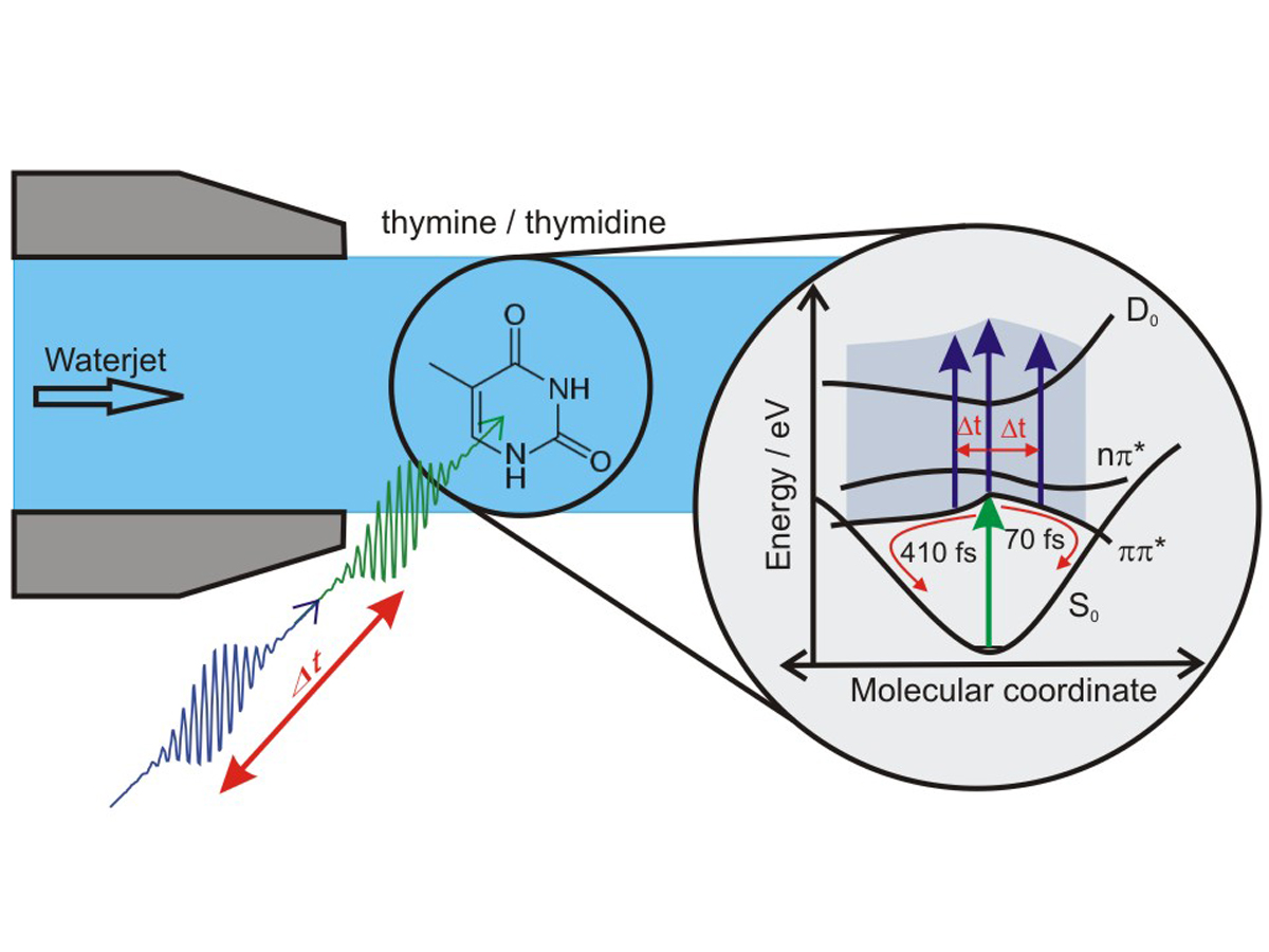 Neue Einblicke in die Photophysik der DNA-Base Thymin