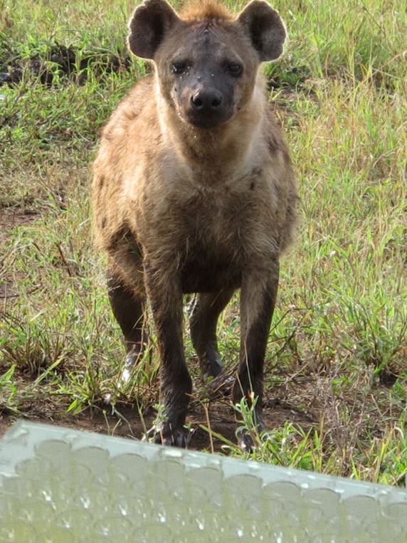 A new method for testosterone determination in spotted hyenas
