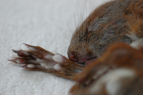 Neues Pockenvirus bedroht junge Eichhörnchen