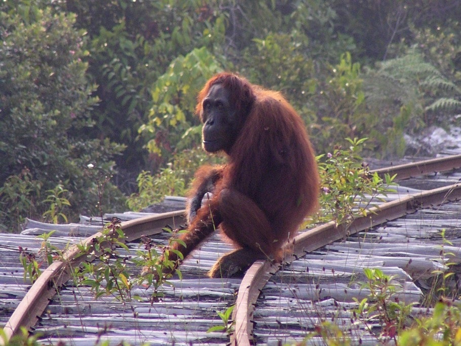 New hope for Borneo’s orang-utans despite climate change and deforestation threats