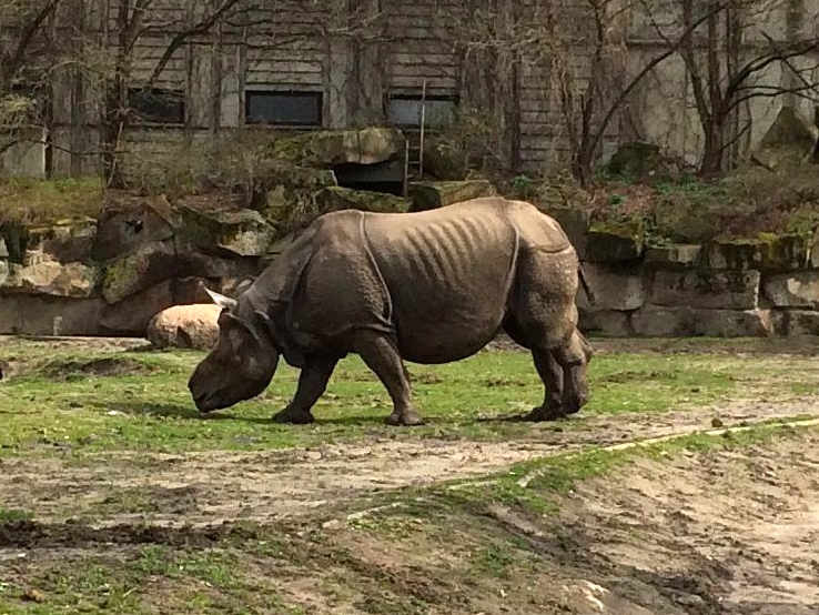 Panzernashörner: Genitaltumore reduzieren früh die Fruchtbarkeit weiblicher Tiere