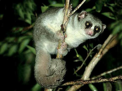 Parasiten formen die Immunabwehr von Lemuren