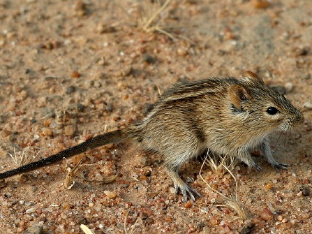 Parasitenbefall: Das Klima macht den Unterschied