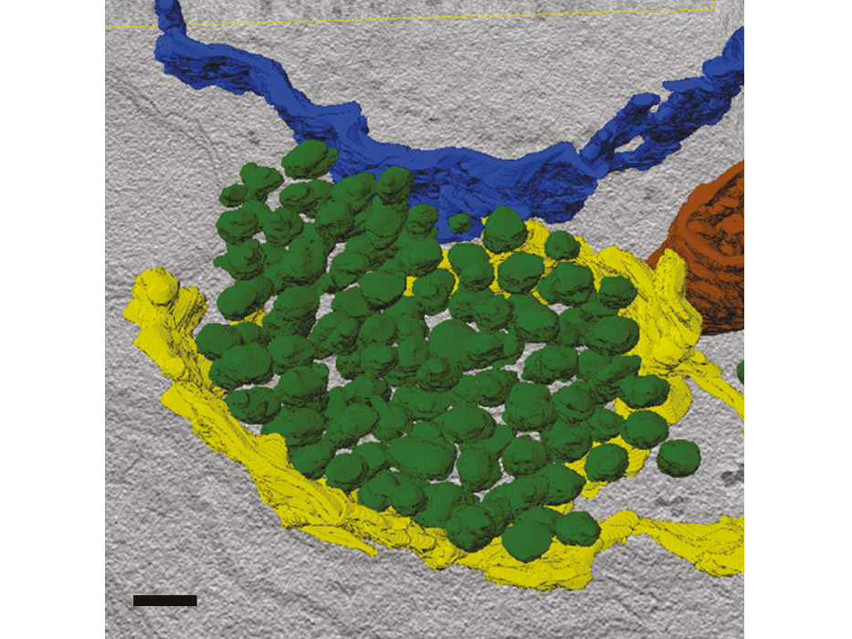 Presynapses come in a packet – Berlin Scientists Identify the Components and Architecture of Neuronal Contact Sites