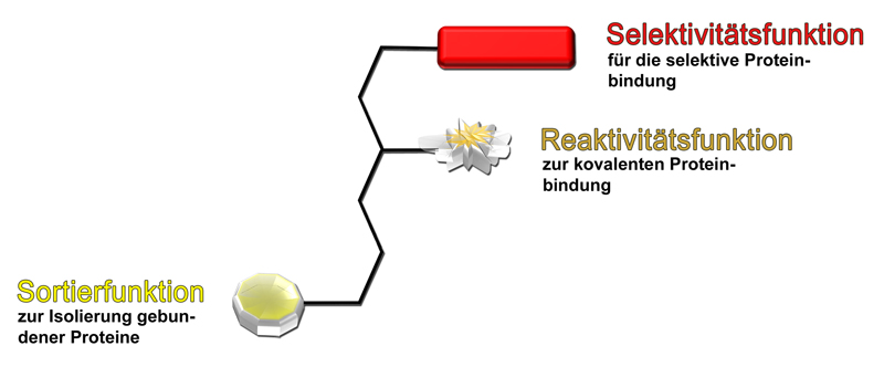 Proteine an der Angel