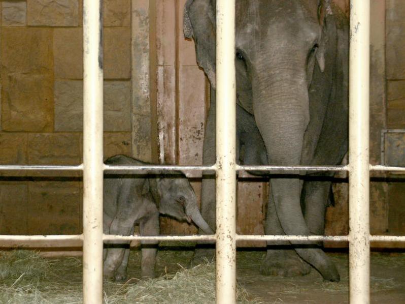 Punktlandung bei der Geburt des Elefantenbabys