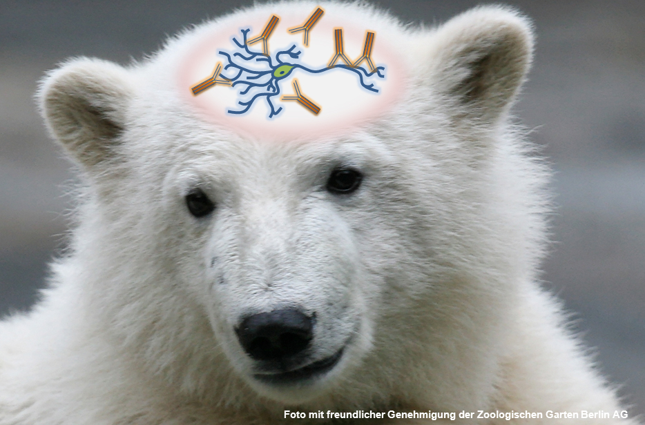 Rätsel um Eisbär Knuts Erkrankung gelöst