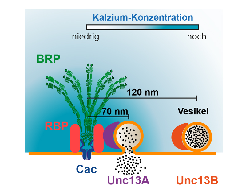 Schnelle Reaktion dank „Präzisions-Protein“