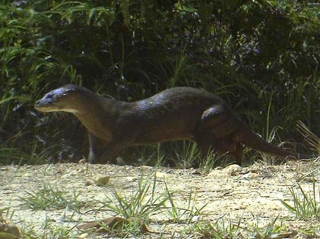 Seltene Otterart auf Borneo wiederentdeckt