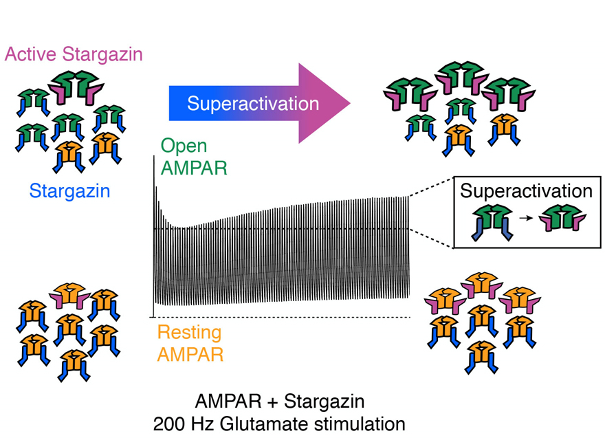 Superactivation at synapses?