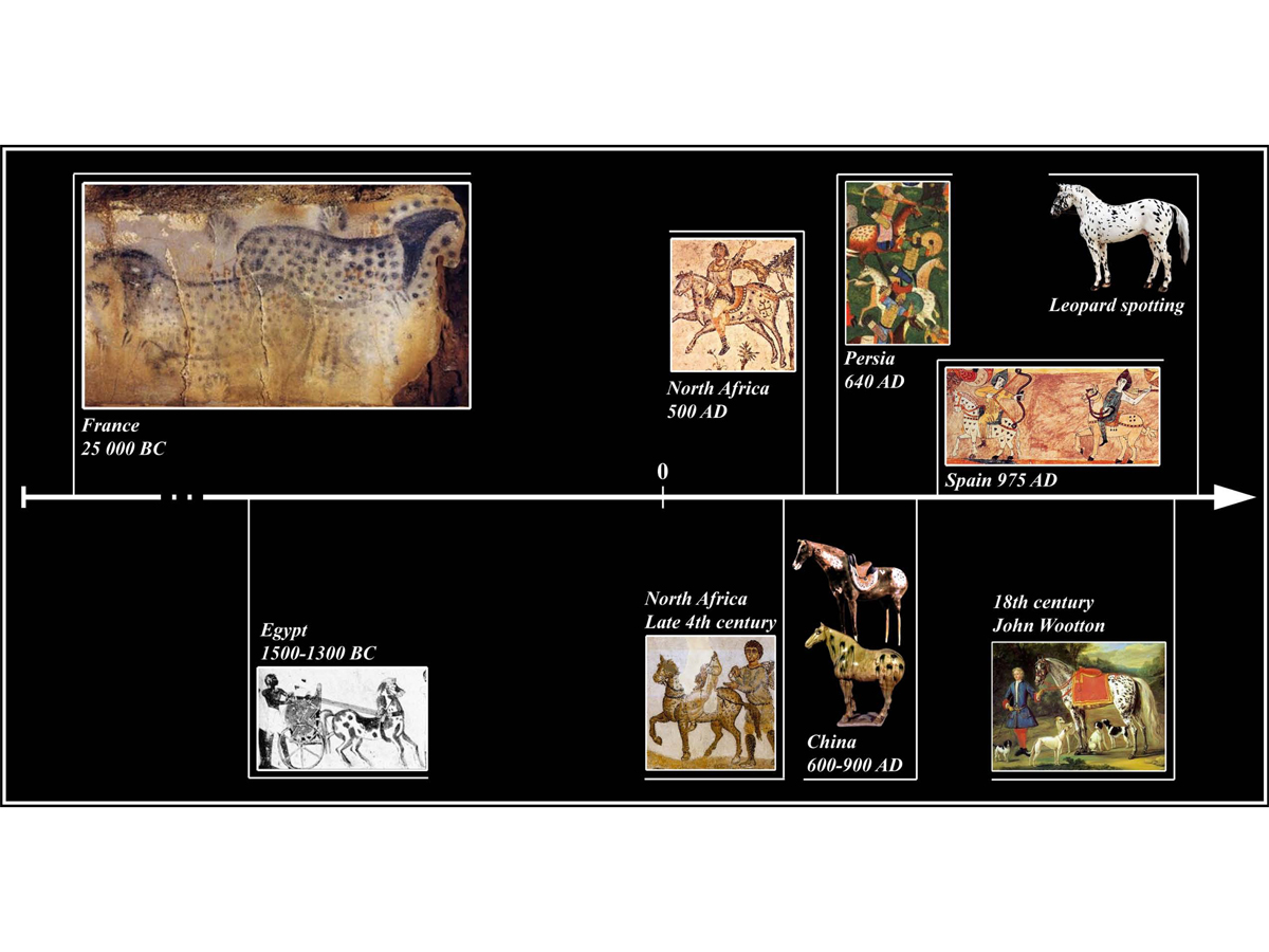 Leopard complex spotting and congenital night blindness – ancient horse DNA reveals human breeding preferences