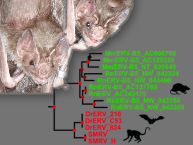 Vampire bats: Who bit whom?