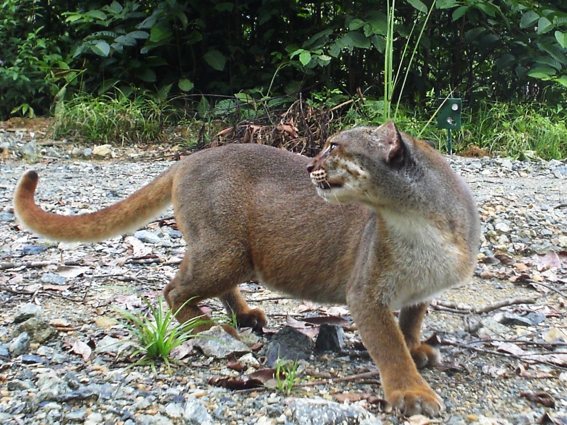Sind Borneos Raubtiere noch zu retten?