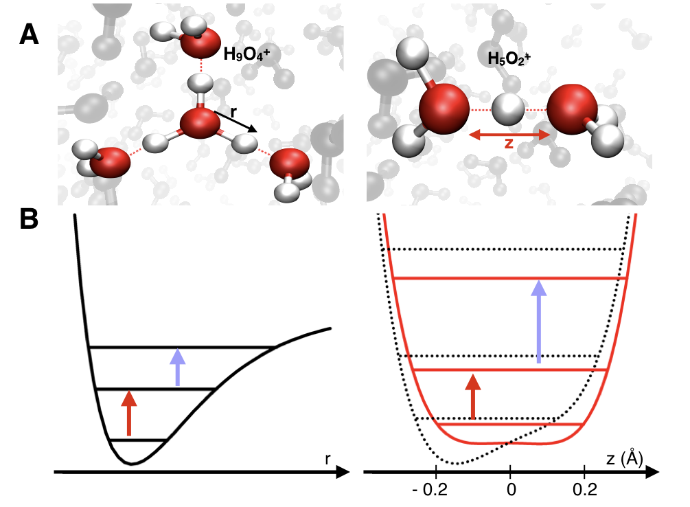 Water makes the proton shake – ultrafast motions and fleeting geometries in proton hydration