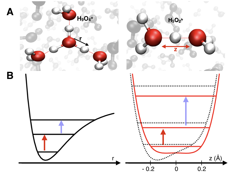 Wasser lässt das Proton zittern – ultraschnelle Bewegungen und kurzlebige Strukturen hydratisierter Protonen