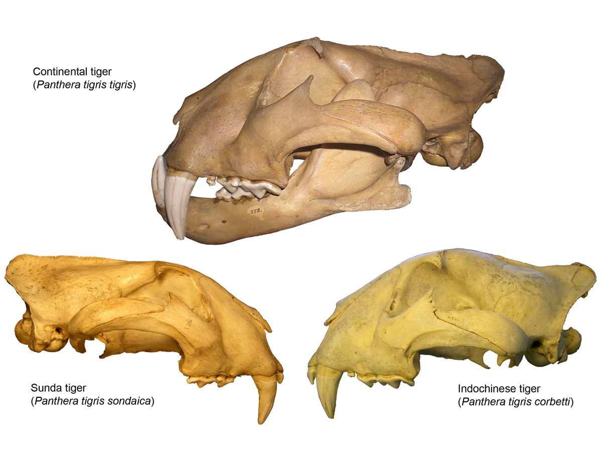 Fewer tiger subspecies – better protection?