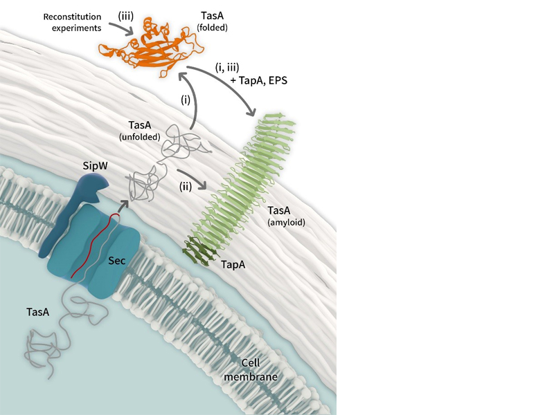 When Bacteria Build Homes