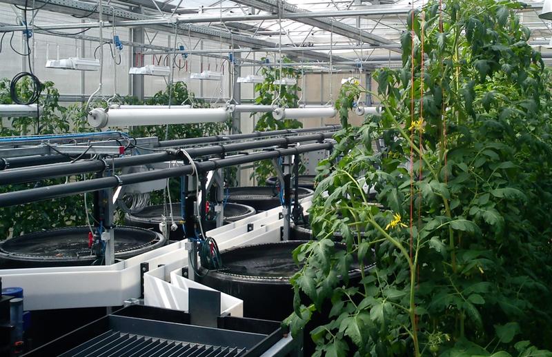 New large-scale aquaponics project funded by the EU – optimized food and water management